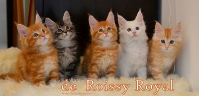 Banner de Roissy Royal